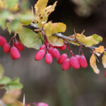 PCOS? Check Out This Herb: What Research Says About Berberine