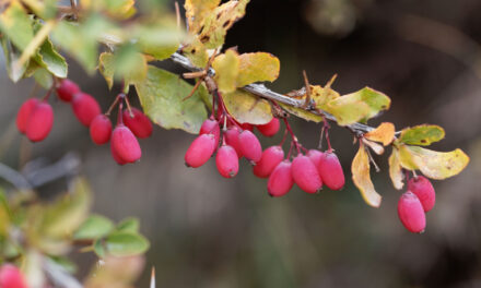 PCOS? Check Out This Herb: What Research Says About Berberine