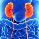 Can Berberine Help Protect Your Kidneys? What the Research Shows