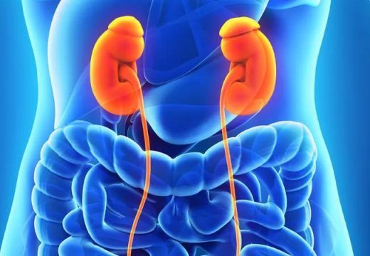 Can Berberine Help Protect Your Kidneys? What the Research Shows