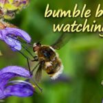 Bumble Bee Watching