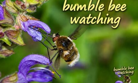 Bumble Bee Watching