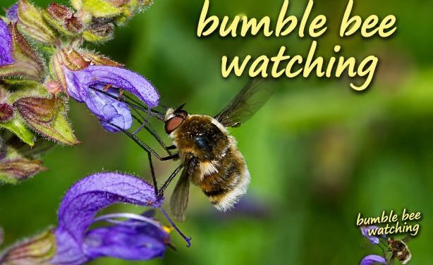 Bumble Bee Watching