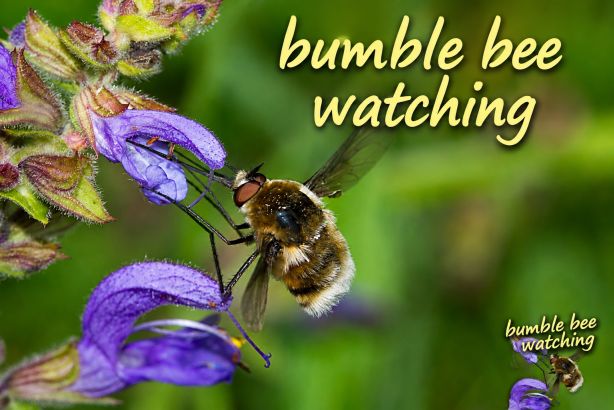 Bumble Bee Watching