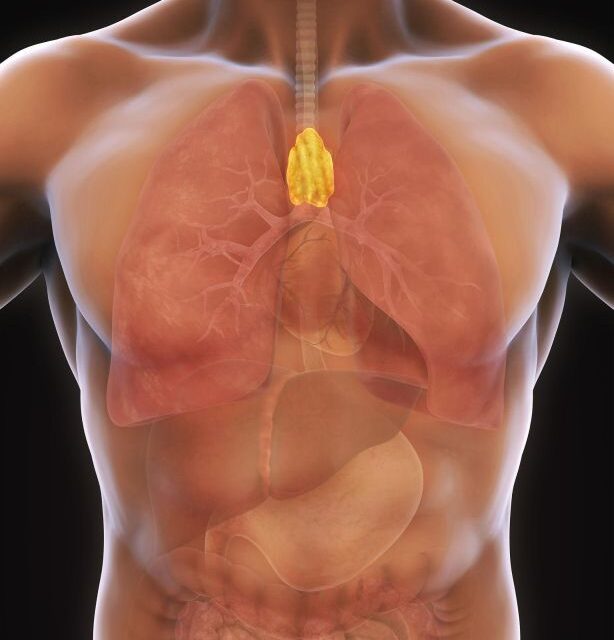 Hepatitis and Thymus Extract