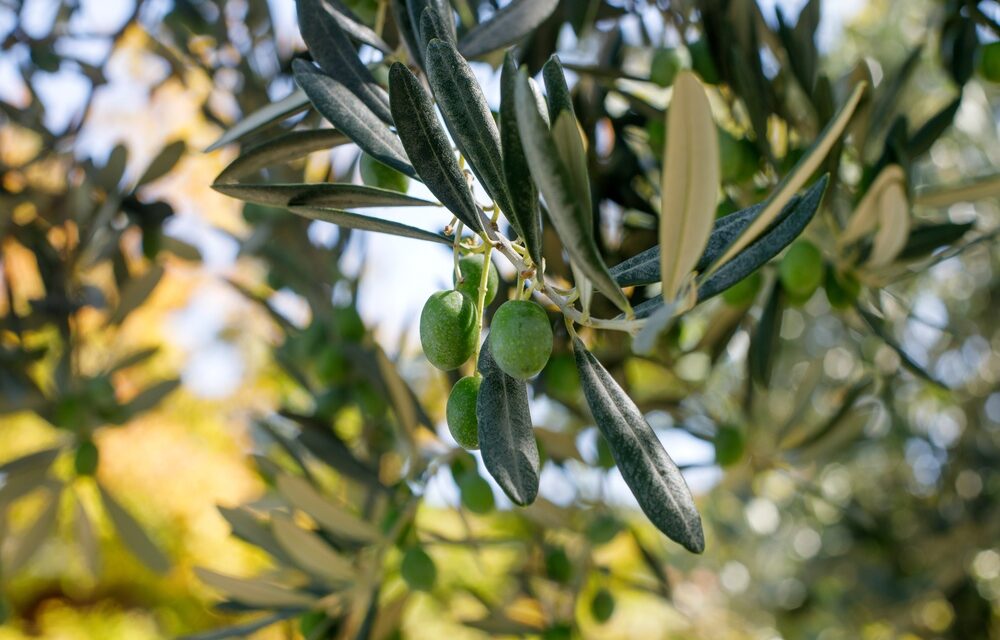 Olive Leaf, Metabolic Syndrome and Insulin Resistance