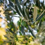 Olive Leaf, Metabolic Syndrome and Insulin Resistance