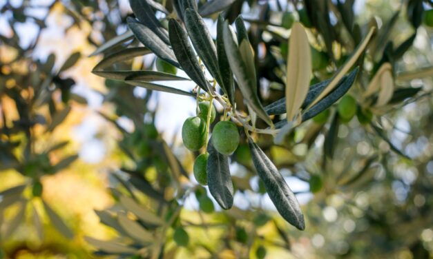 Olive Leaf, Metabolic Syndrome and Insulin Resistance